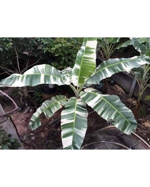 Musa  ‘ AE AE ’ Variegated