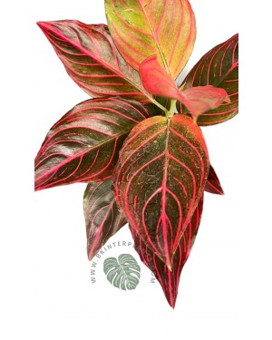 Aglaonema Red Vein