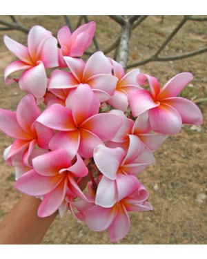 Plumeria " Candy Star "