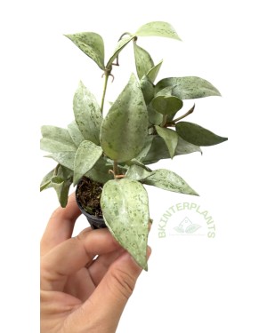 Hoya Lacunosa Silver Leaves