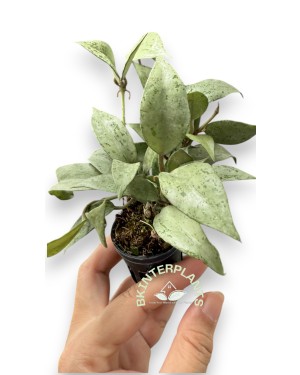 5 Plants Hoya Lacunosa Silver Leaves