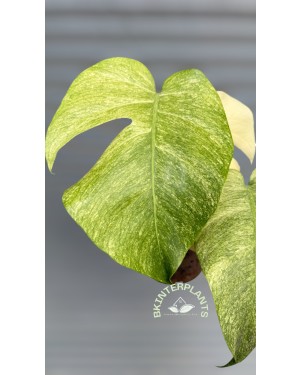 Monstera Full Mint Variegated