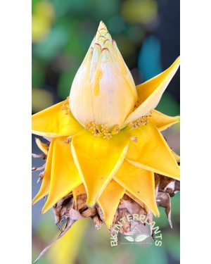Musa Golden Lotus Banana