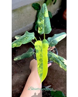 Full view of Philodendron Domestic Variegated with creamy white and green leaves in 5-inch pot