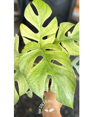 Rhaphidophora Tetrasperma Mint Variegated (Mini Ginny Mint Monstera)