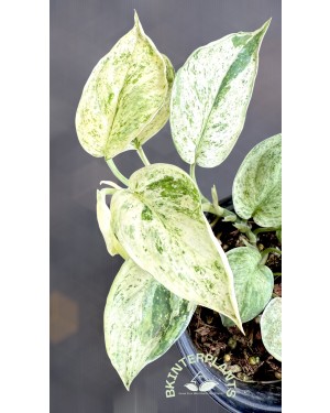 5 Plants Scindapsus Jade Satin Marble Albo Variegated
