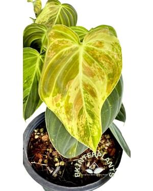 Philodendron Melanochrysum Variegated 