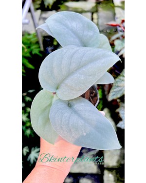 Scindapsus Platinum Java 