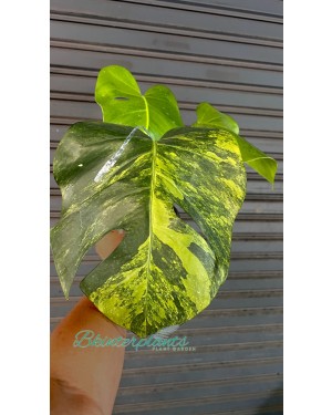 5 Plants Monstera Green on Green Variegated