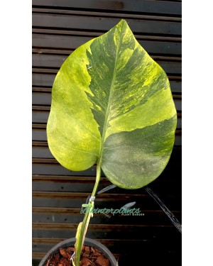 Monstera Green on Green Variegated 1 Leaf