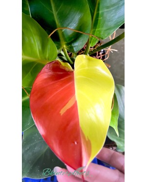 Philodendron Red Moon Variegated