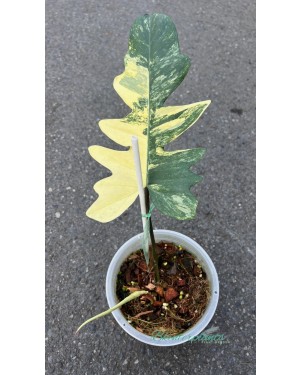 Philodendron Florida x Mayoi Variegated 1 Leaf