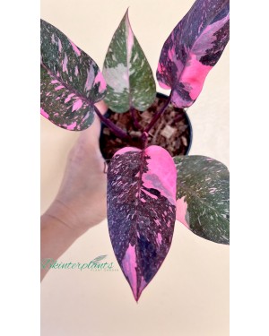 5 Plants Philodendron Pink Princess Galaxy Variegated Size S
