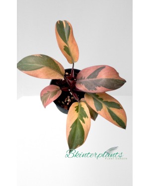 5 Plants Philodendron Black Cadinal variegated size S