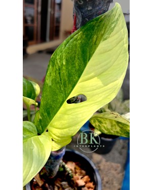 Monstera Obliqua Mayuna Variegated