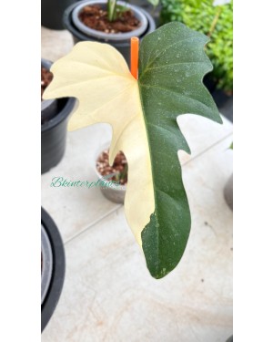 Philodendron Golden Dragon Variegated 1 Leaf