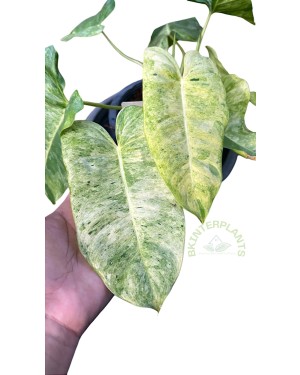 Philodendron Burle Marx Mint Variegated