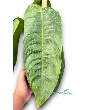 Philodendron Sharoniae 