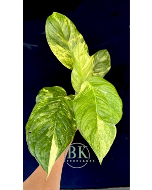 5 Plants Monstera Obliqua Mayuna Variegated