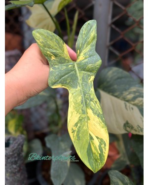 Philodendron Violin Variegated 