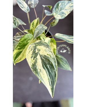 5 Plants Philodendron Queen Emeral Marble Aurea