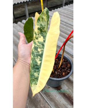 Philodendron Billietiae Variegated 3 Leaf