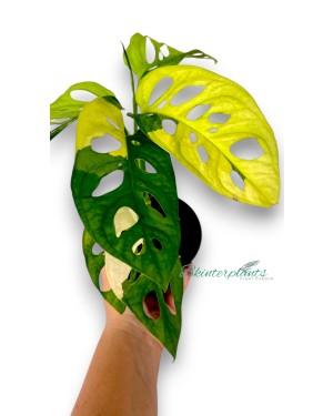 Monstera Adansonii Aurea Variegated