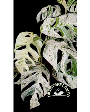 Epipremnum Sp. Bali Hamonam Variegated 
