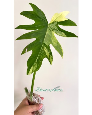 Philodendron Radiatum Variegated 1 Leaf