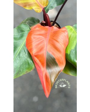 5 Plants Philodendron Black Cadinal Hybrid Variegated
