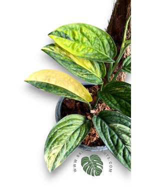 Monstera Karstenianum Variegated Size L