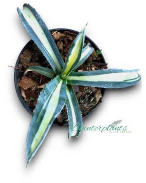 Agave americana Variegated