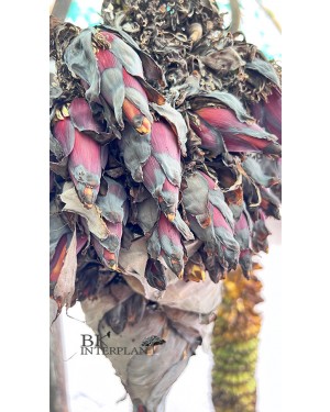 Musa (AAA group) ‘Roiplee’