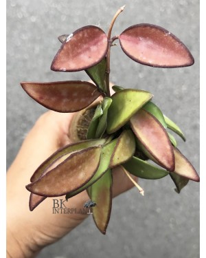 Hoya Collina
