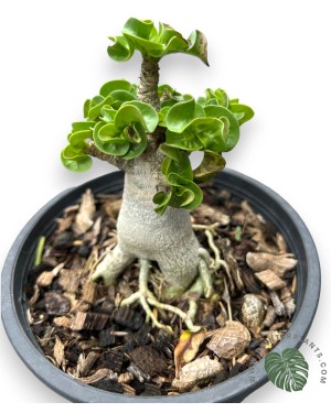 Adenium(Desert Rose) Arabicum DHA Lottus Tower