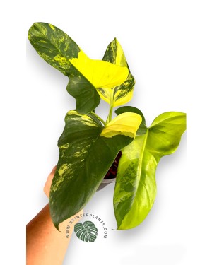 10 Plants Philodendron Violin Variegated