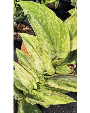 Rhaphidophora Korthalsii Variegated