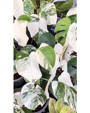 10 Plants Monstera Albo Variegated