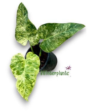 Philodendron Giganteum Blizzard Variegated