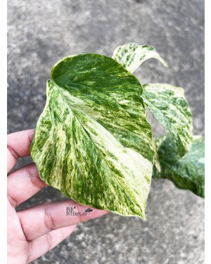 Amydrium Albo Spiderman Monstera Variegated