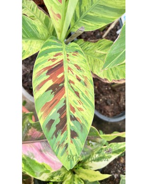 Musa acuminata Colla Simmonds Variegated