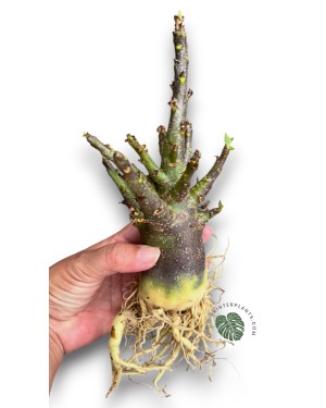 Adenium Socotranum x Black Arabicum Dark skin 