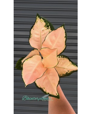 Aglaonema Pink Kosin