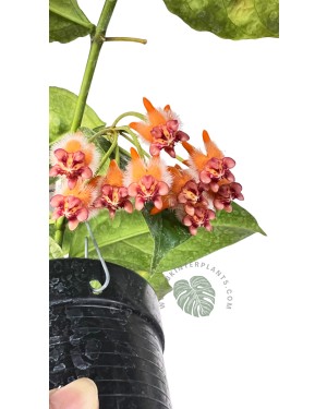 Hoya Praetorii