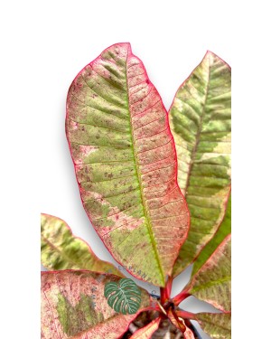 5 Plants Plumeria Sweet Leaf Variegated
