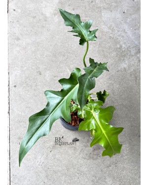 Philodendron Bob Cee