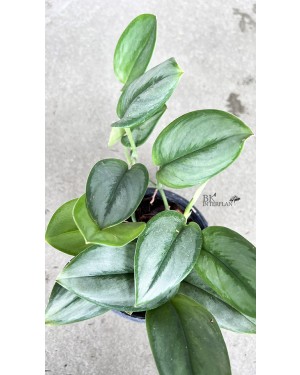 Scindapsus Treubii Moonlight