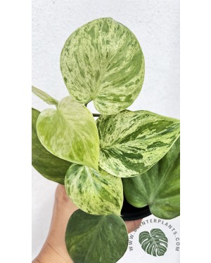 Philodendron Hederaceum Variegated