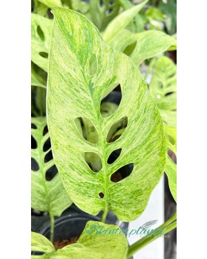 Monstera Laniata Mint Variegated Size L