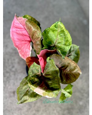 Syngonium Strawberry Ice